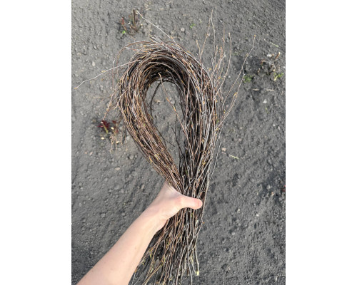Березові гілки (пучок)