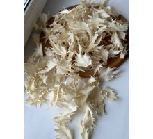 Ерингіум (листя)