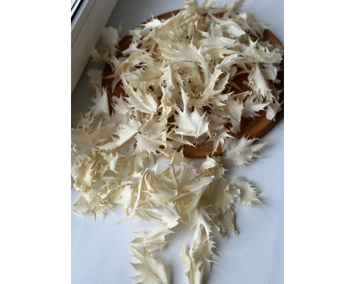 Ерингіум (листя)