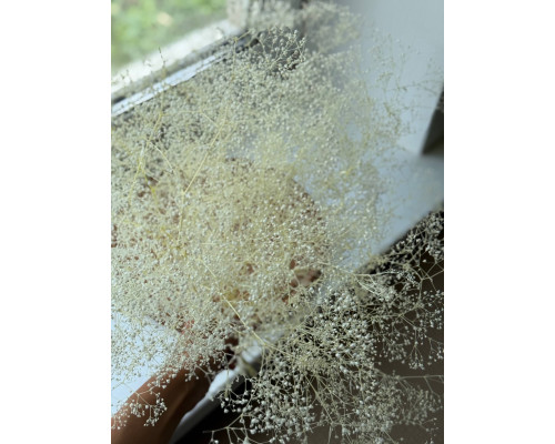 Гіпсофіла молочна (короткі гілочки)