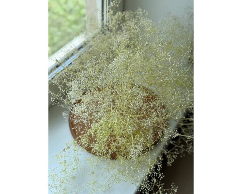 Гіпсофіла молочно-жовта (короткі гілочки)