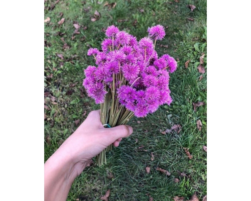 Гомфрена