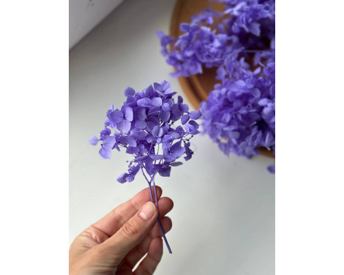 Гортензія фіолетова (20 грам)