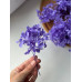 Гортензія фіолетова (20 грам)