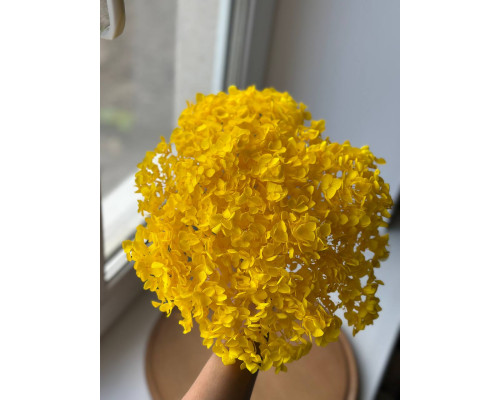Гортензія (жовта)