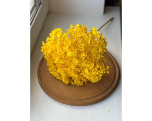 Гортензія (жовта)