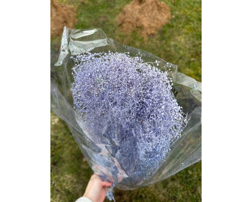 Гіпсофіла (дрібна) синя