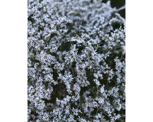 Кермек (короткі гілочки)