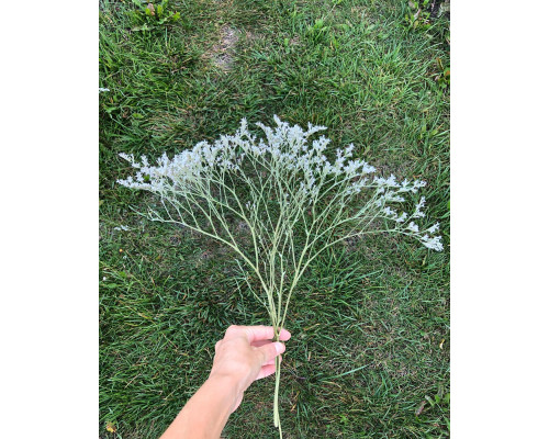 Кермек (короткі гілочки)