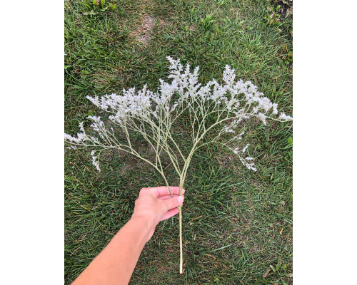 Кермек (короткі гілочки)