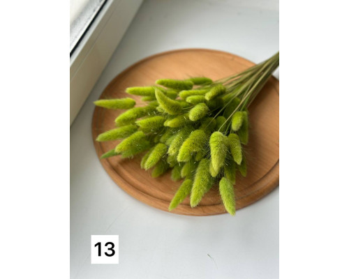 Лагурус №13