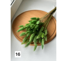 Лагурус №16