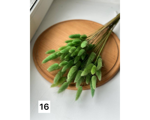 Лагурус №16