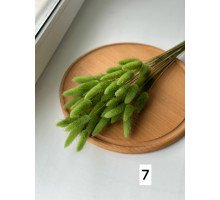 Лагурус №7