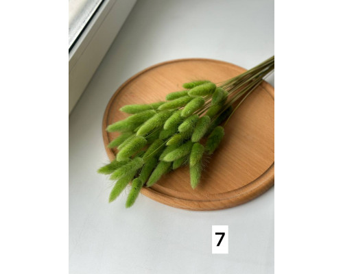 Лагурус №7