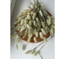 Обломки лагурусу (натуральний)