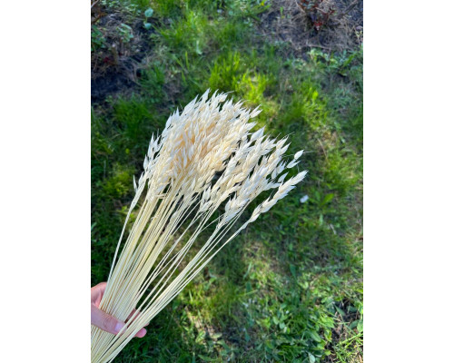 Відбілений овес (дрібний, короткий)