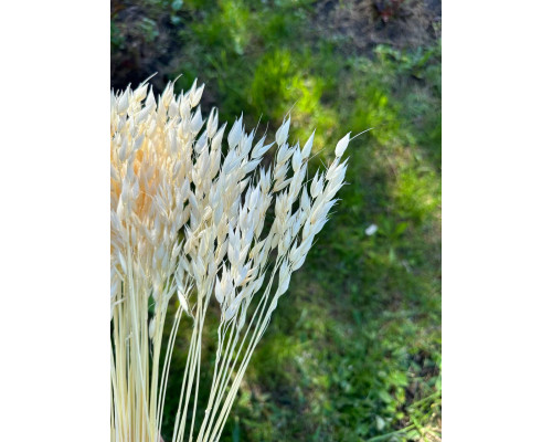 Відбілений овес (дрібний, короткий)