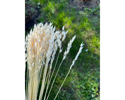 Відбілений овес (дрібний, короткий)