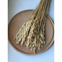Овес (світло-коричневий)