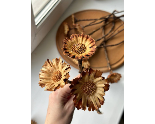 Протея Rosette (набір 5 шт)