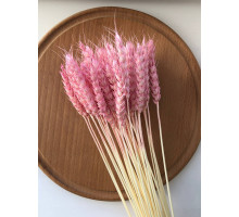 Пшениця рожева