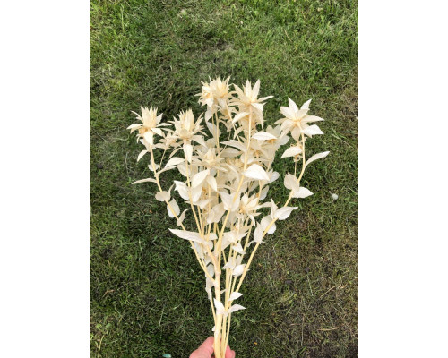 Сафлор