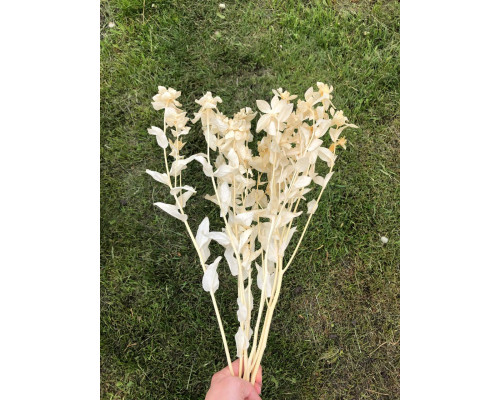 Сафлор