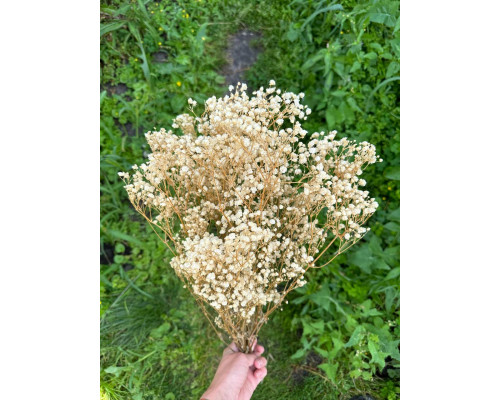 Стабілізована гіпсофіла (молочна)