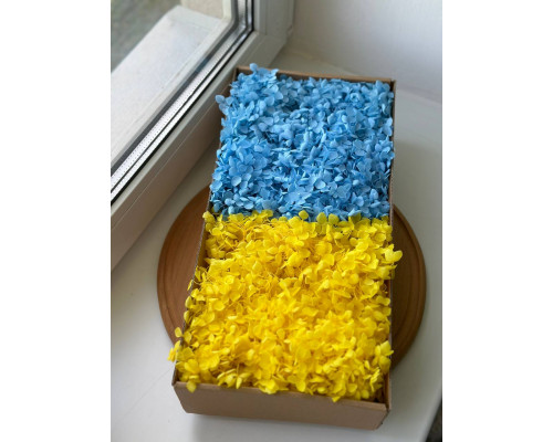 Стабілізована гортензія (жовто-блакитна) коробка
