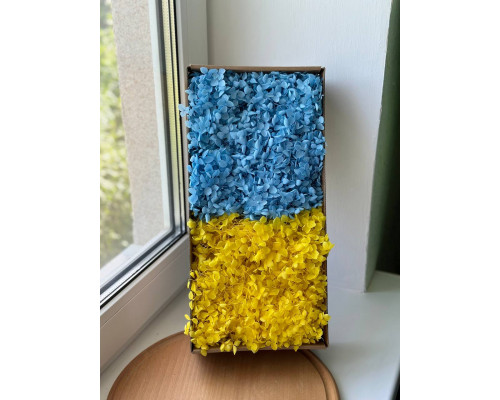 Стабілізована гортензія (жовто-блакитна) коробка
