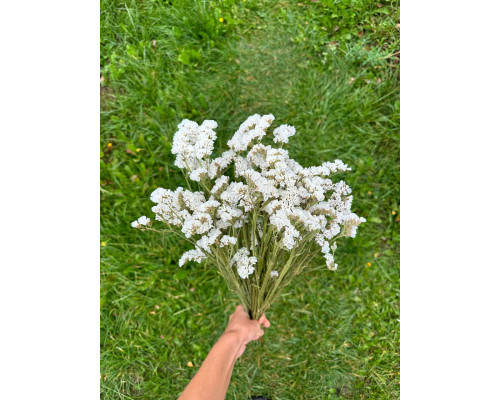 Статиця біла (5 шт)