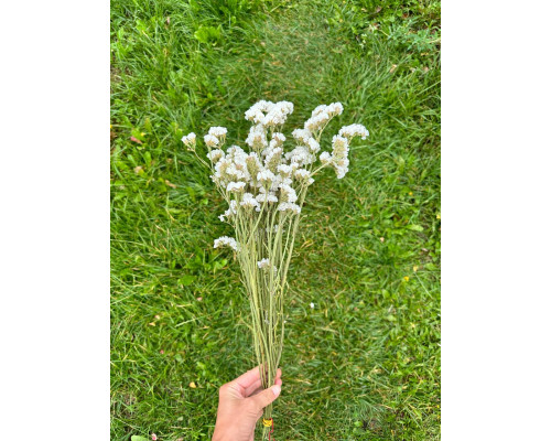 Статиця біла (5 шт)