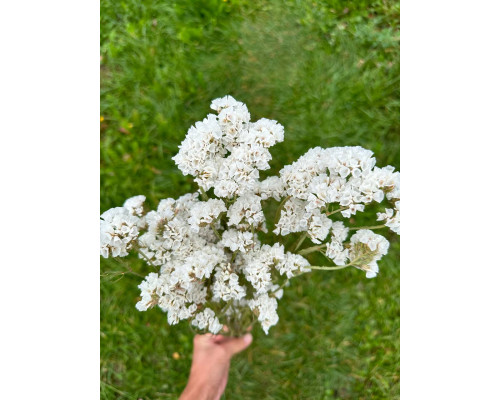 Статиця біла (5 шт)
