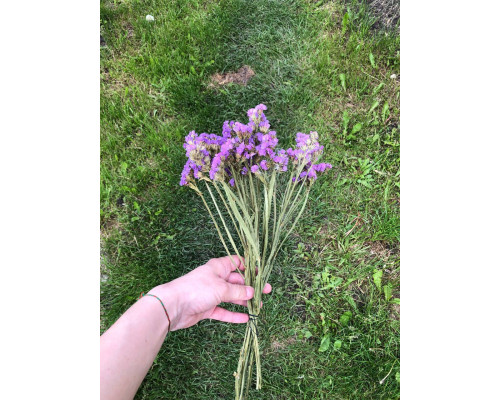 Статиця бузкова