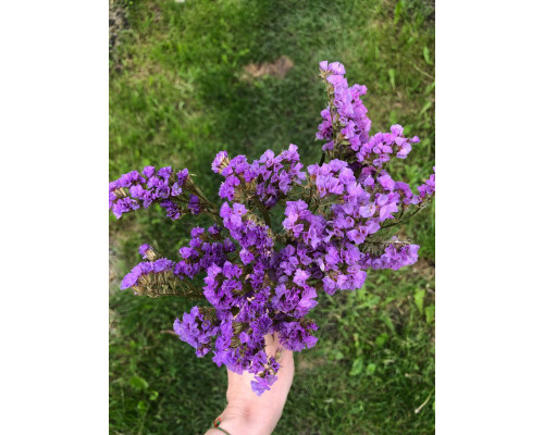 Статиця бузкова