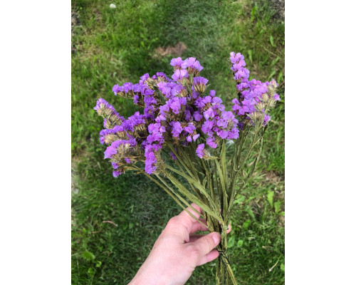 Статиця бузкова