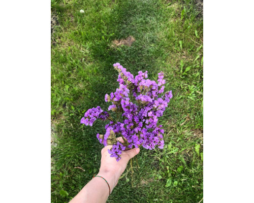 Статиця бузкова