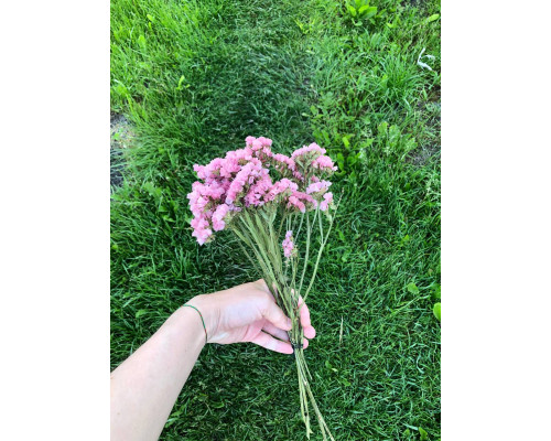 Статиця персиково-рожева