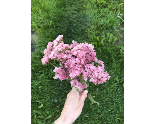 Статиця персиково-рожева