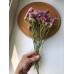 Статиця рожева (мікс, короткі гілочки)