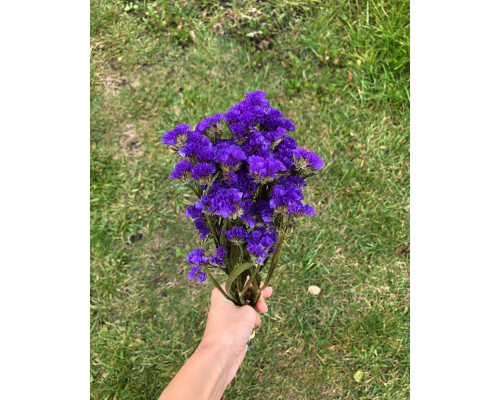 Статиця фіолетова (5 шт)