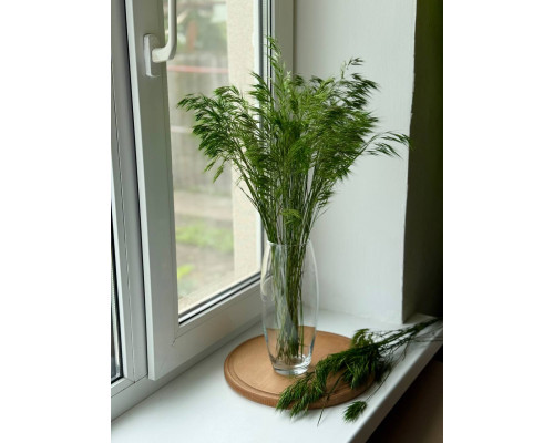 Стоколос (Кострець)