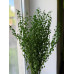 Талабан (ярутка) зелений колір
