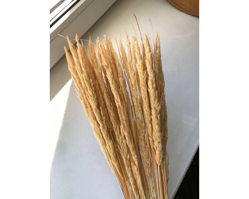 Війник (світло-оранжевий)